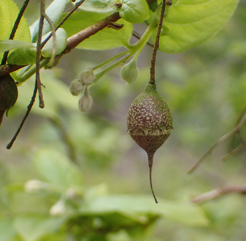 Sinojackia xylocarpa