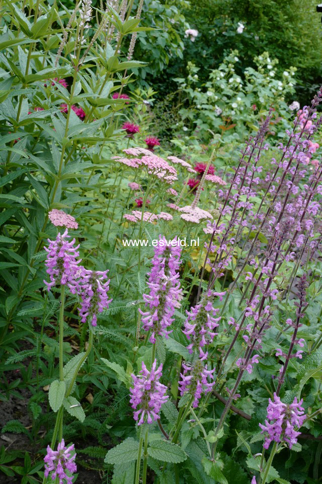 Stachys monnieri 'Hummelo'