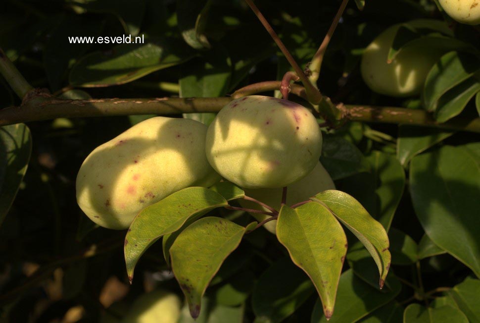 Stauntonia hexaphylla