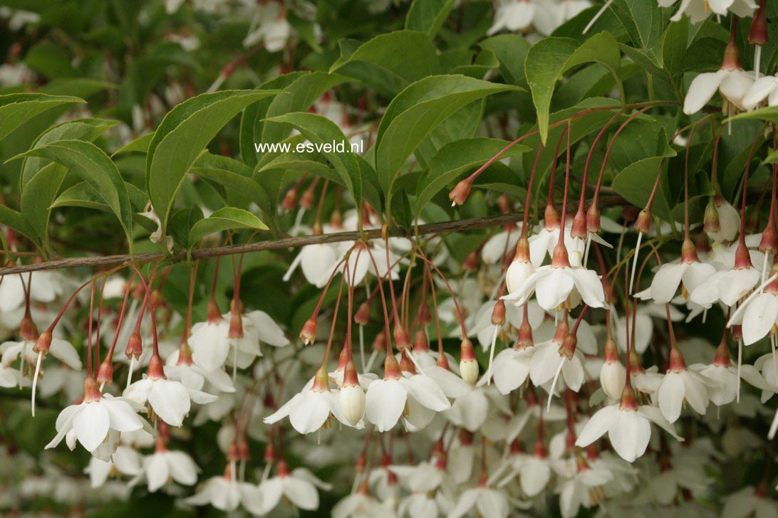 Styrax japonicus 'Peter Pan'