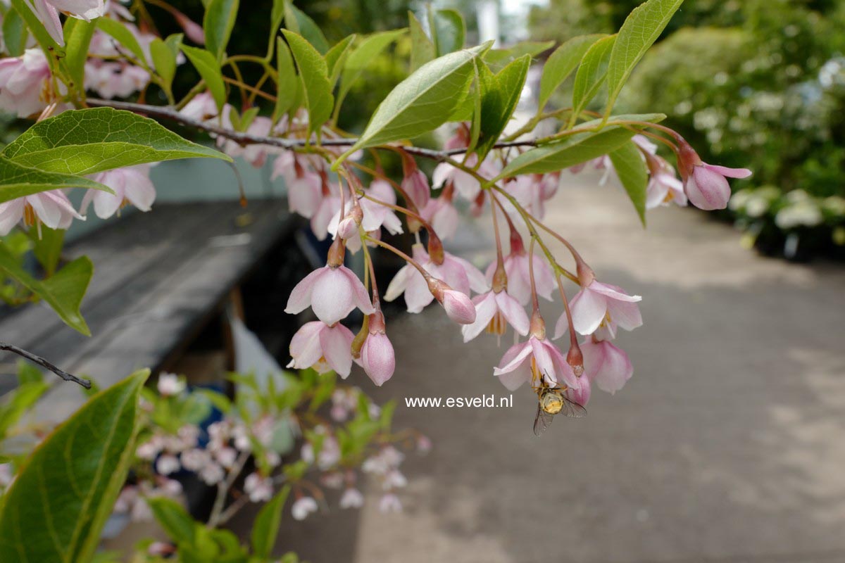 Styrax japonicus 'Pink Chimes'
