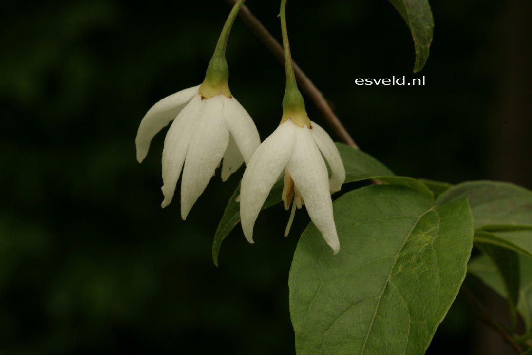 Styrax wuyuanensis