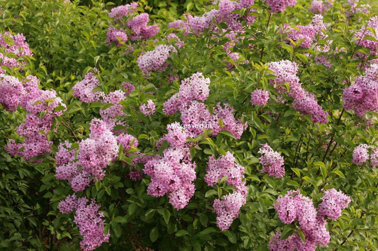 Syringa chinensis 'Amigo'