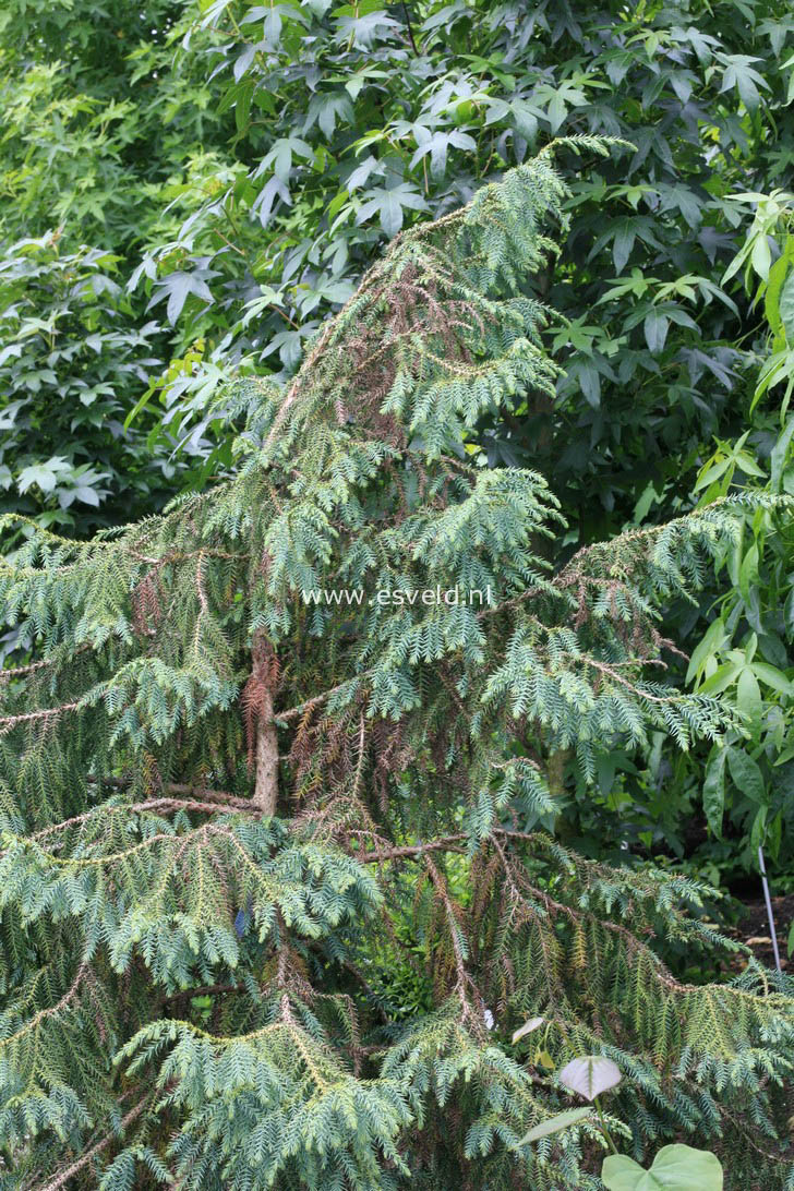 Taiwania cryptomerioides