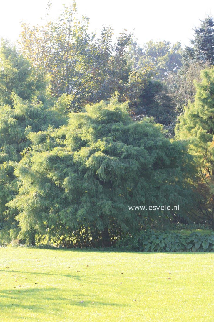 Taxodium distichum 'Nutans'