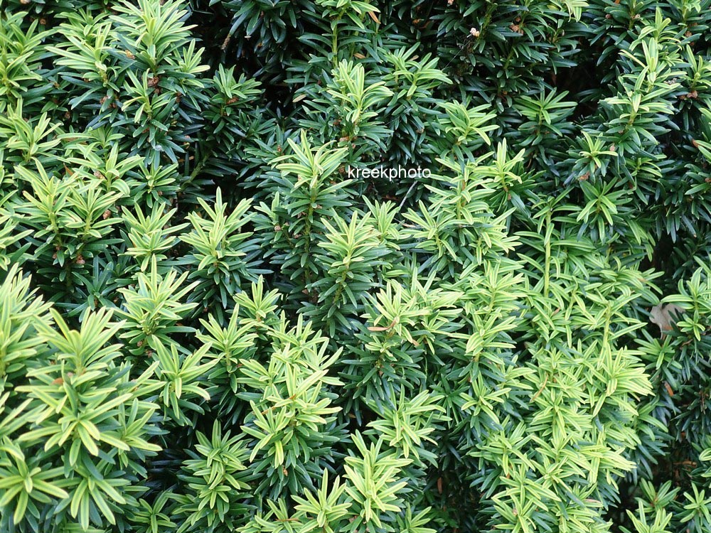 Taxus baccata 'Fastigiata Aurea'
