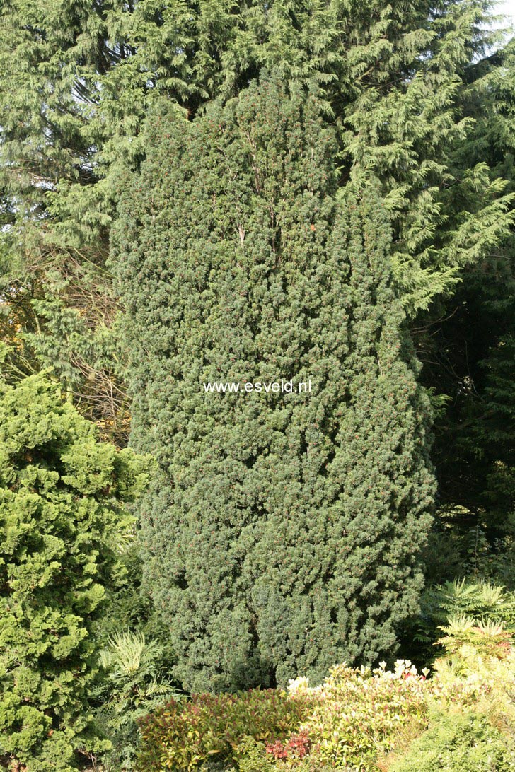 Taxus baccata 'Fastigiata'