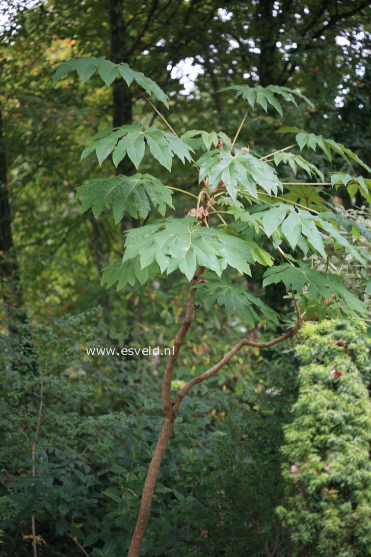 Tetrapanax papyrifer