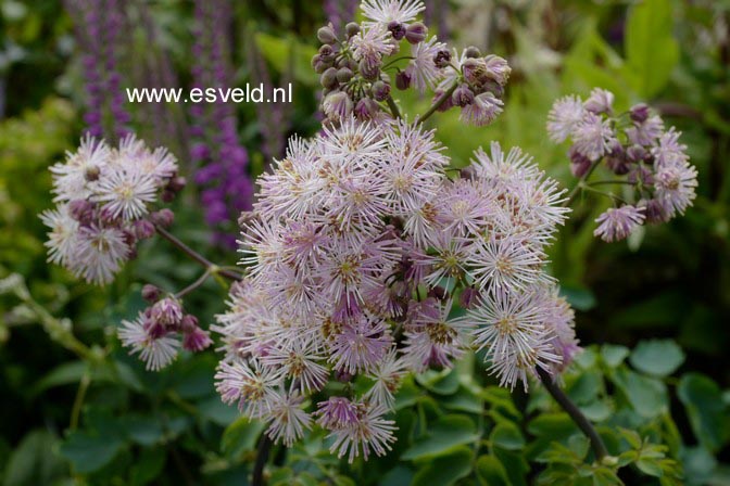 Thalictrum aquilegifolium