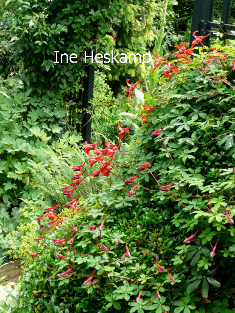 Tropaeolum speciosum