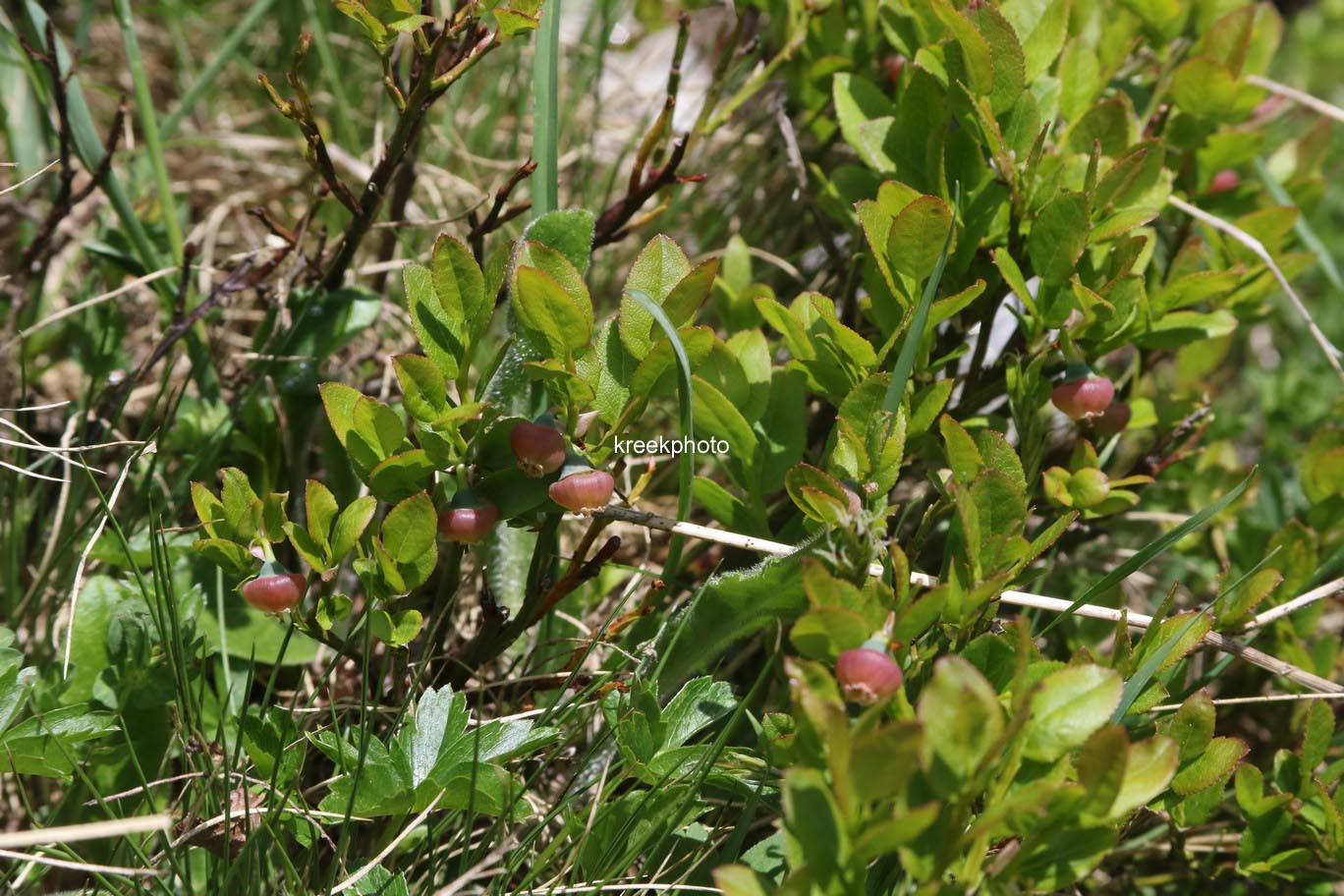 Vaccinium myrtillus
