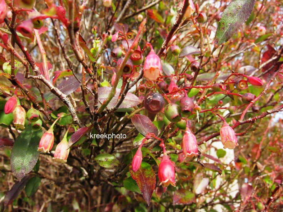 Vaccinium padifolium