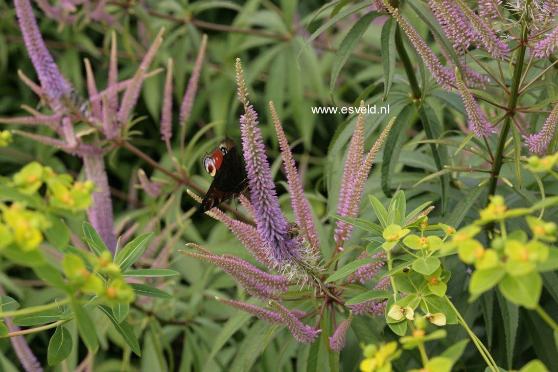 Veronicastrum virginicum 'Lavendelturm'