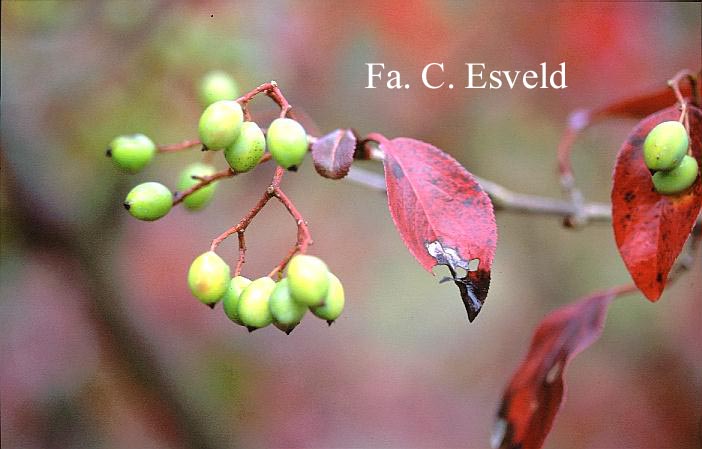 Viburnum 'Royal Guard'