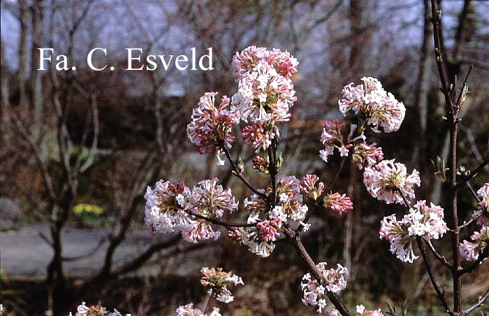 Viburnum bodnantense 'Dawn'
