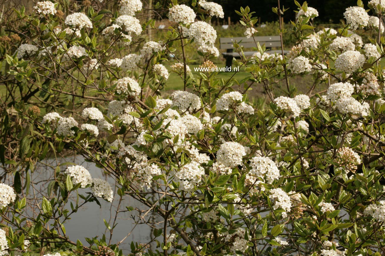 Viburnum burkwoodii 'Compact Beauty'
