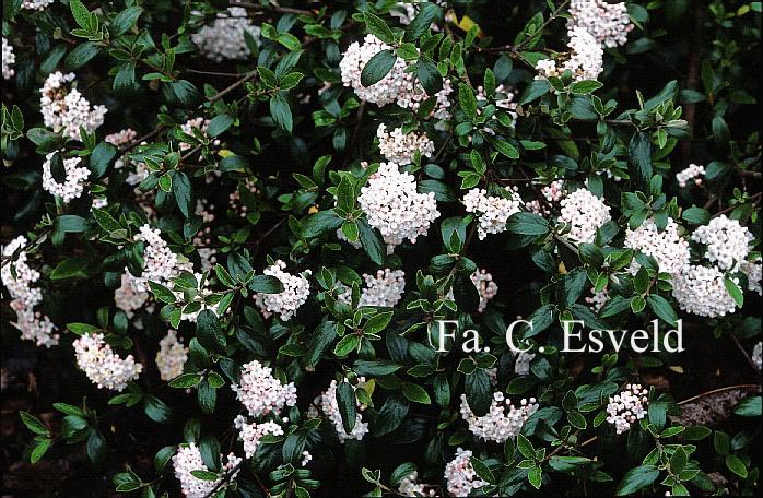 Viburnum burkwoodii 'Conoy'