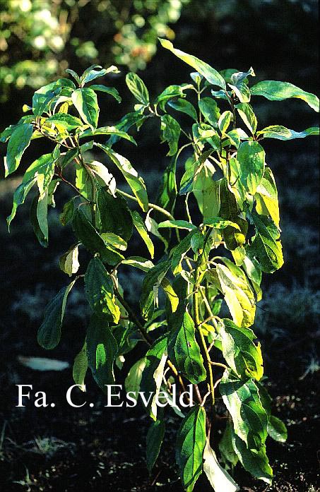 Viburnum cylindricum