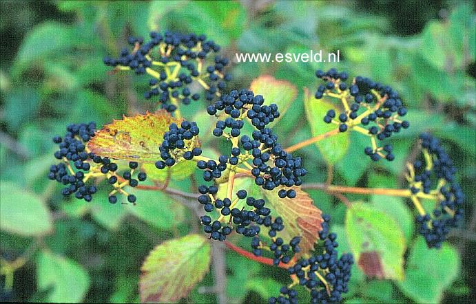 Viburnum dentatum