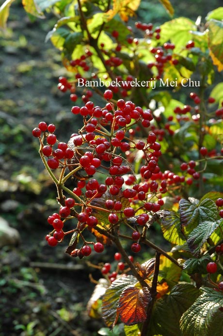 Viburnum dilatatum 'Ineke'