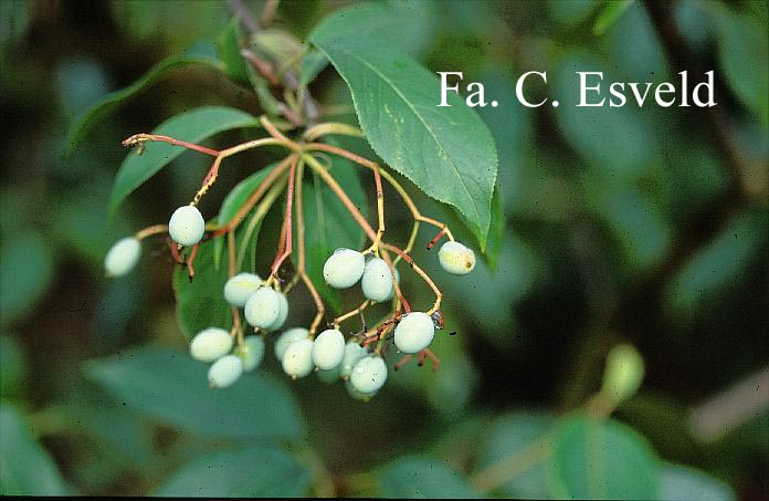 Viburnum lentago