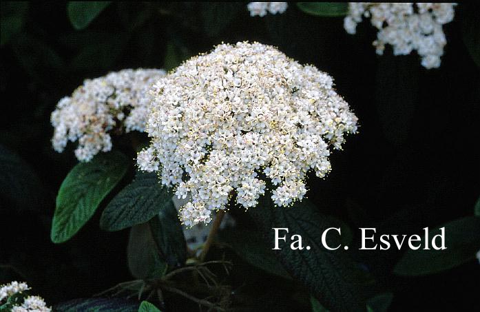 Viburnum rhytidophyllum 'Dart's Duke' (INTERDUKE)