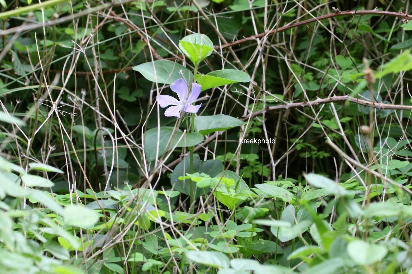 Vinca major