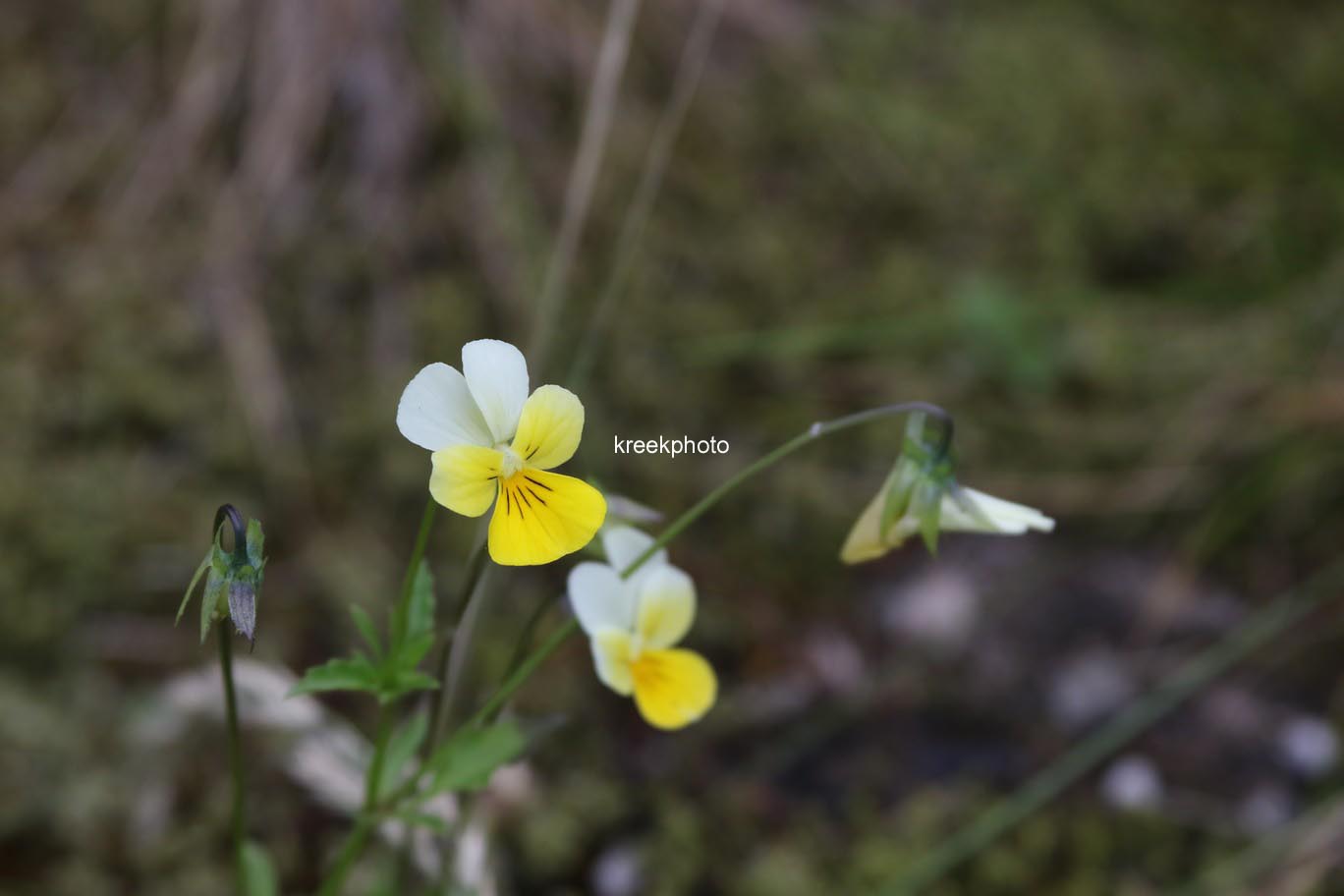 Viola cornuta