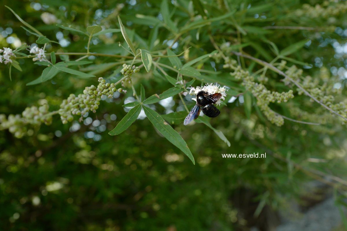 Vitex agnus-castus 'Albus'