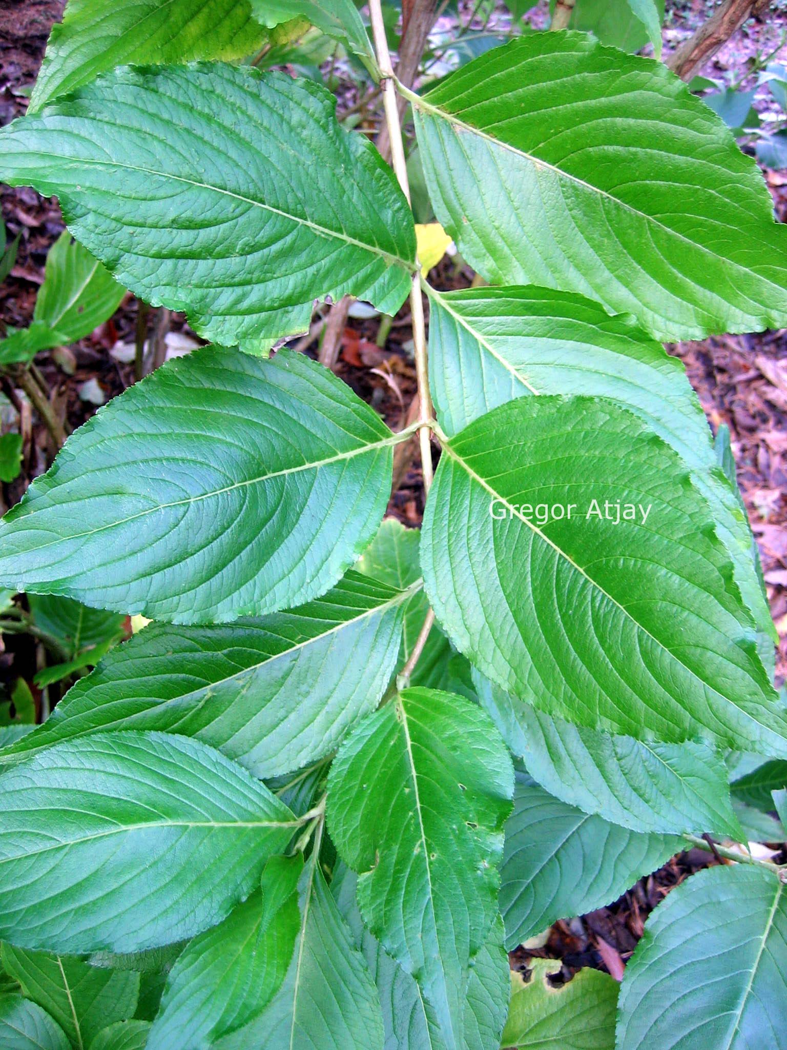 Weigela coraeensis