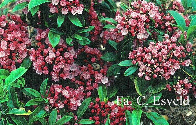 Kalmia latifolia 'Richard Jaynes' (12034)
