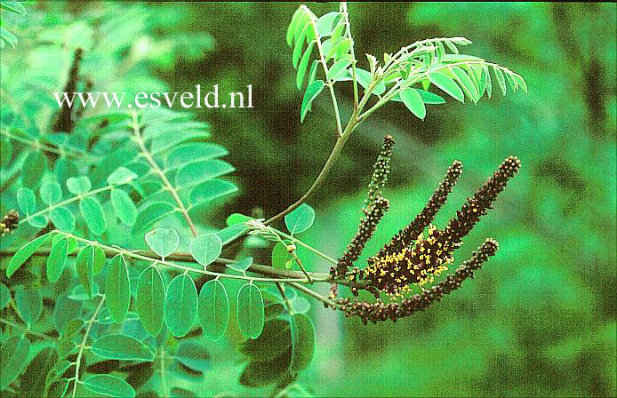 Amorpha cyanostachya (12040)