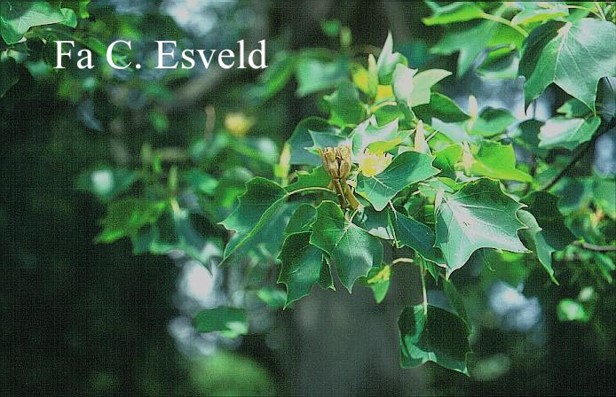 Liriodendron tulipifera 'Mediopictum' (12356)