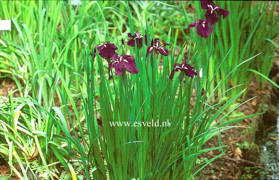 Iris ensata 'Activity'