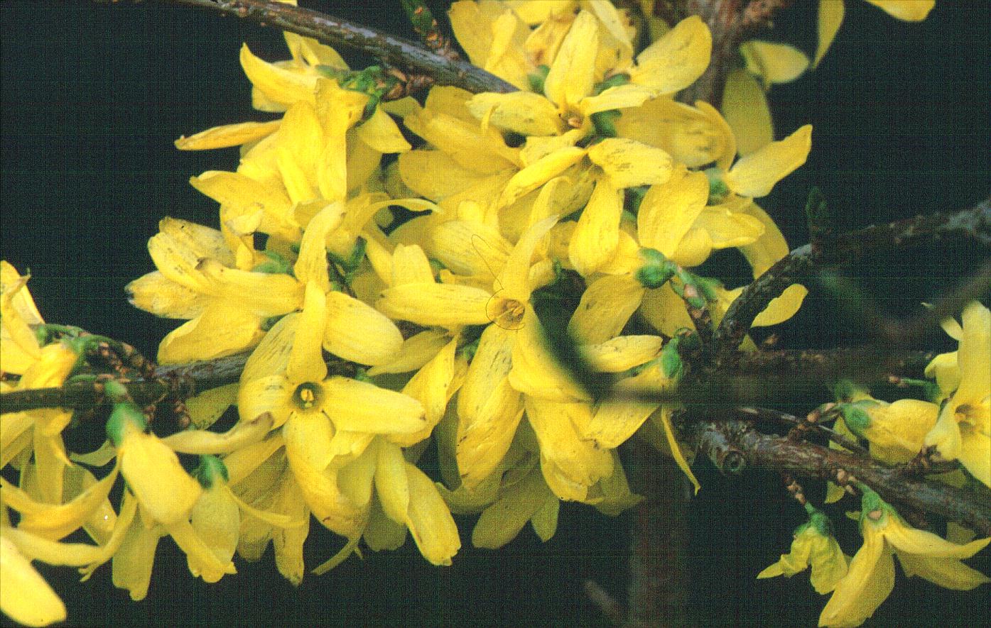 Forsythia intermedia 'Densiflora'