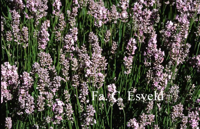 Lavandula angustifolia 'Miss Katherine' (12801)