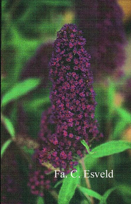 Buddleja davidii 'Purkeep' (PURPLE EMPEROR)