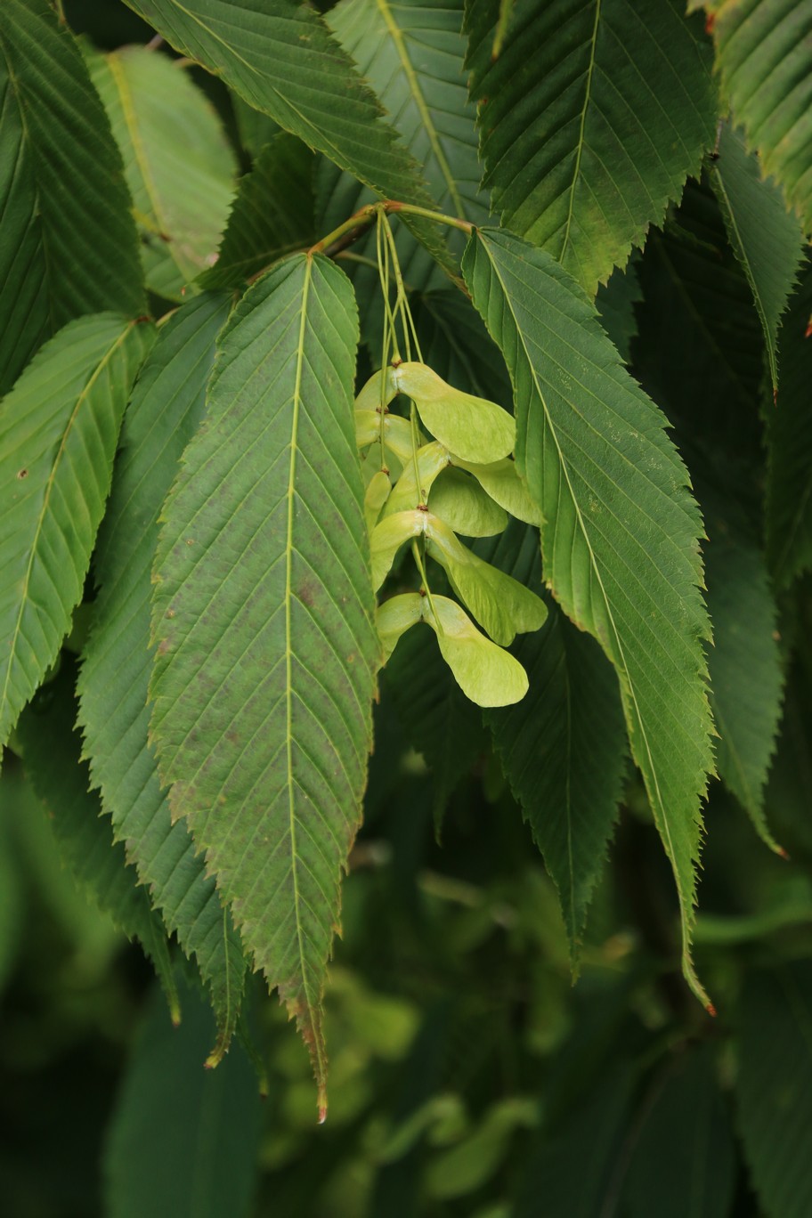 Acer carpinifolium