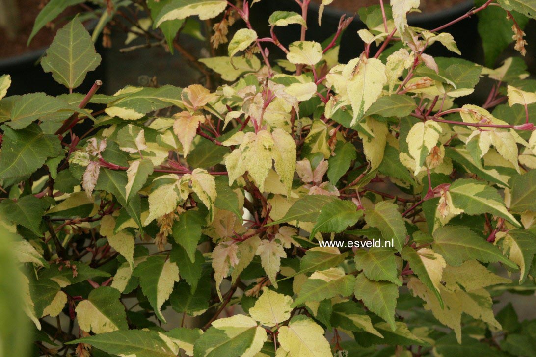 Acer crataegifolium 'Me-uri-no-ohfu'