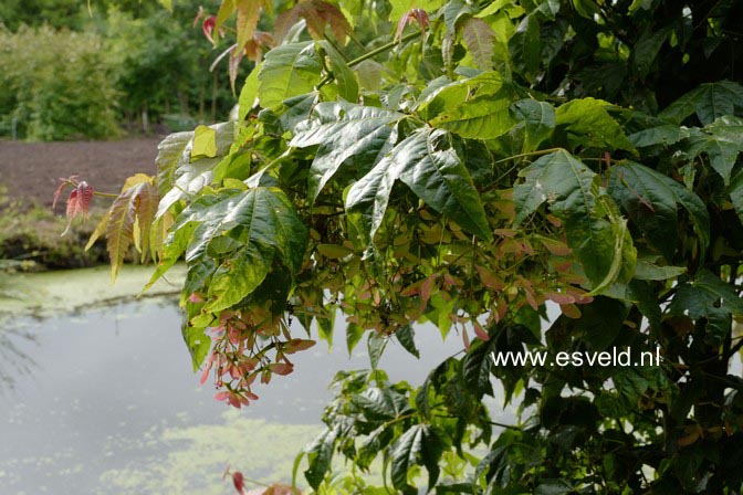 Acer elegantulum