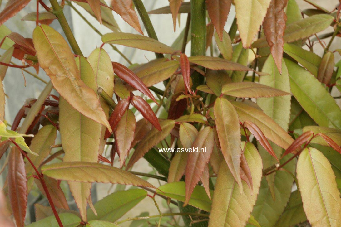 Acer fabri