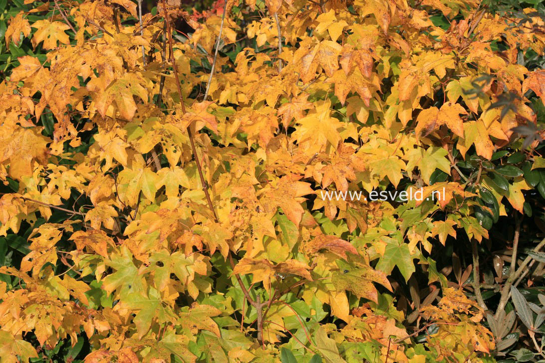 Acer hillieri 'Summergold'