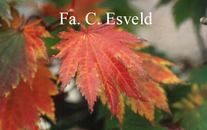 Acer japonicum 'Ō-isami'