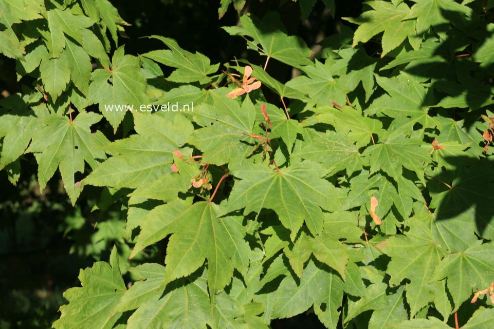 Acer japonicum