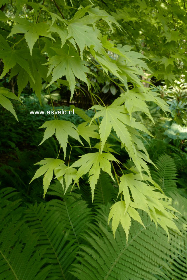 Acer palmatum 'Aureum'