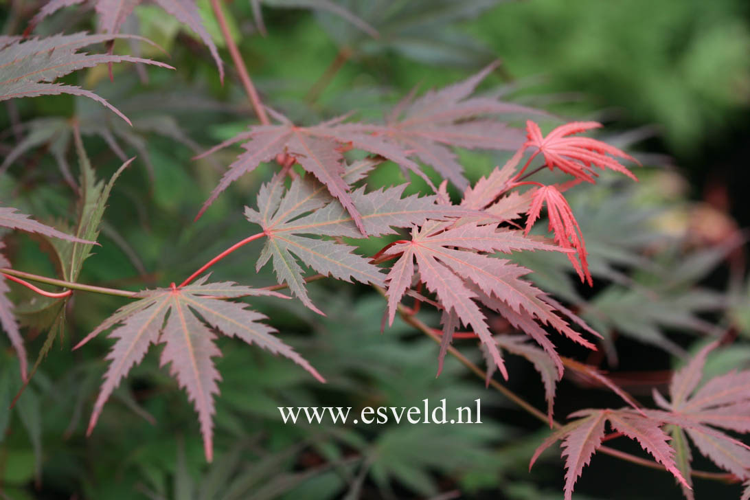 Acer palmatum 'Azuma-murasaki'