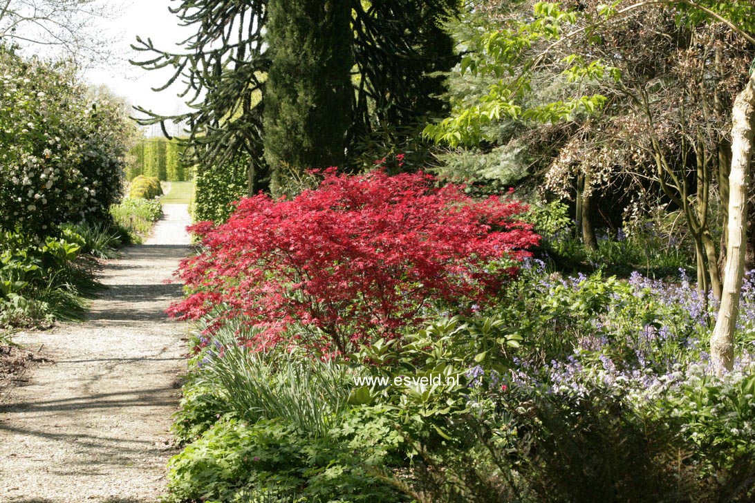 Acer palmatum 'De-shohjoh'