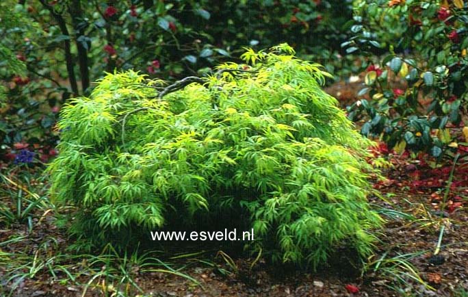 Acer palmatum 'Dissectum Paucum'