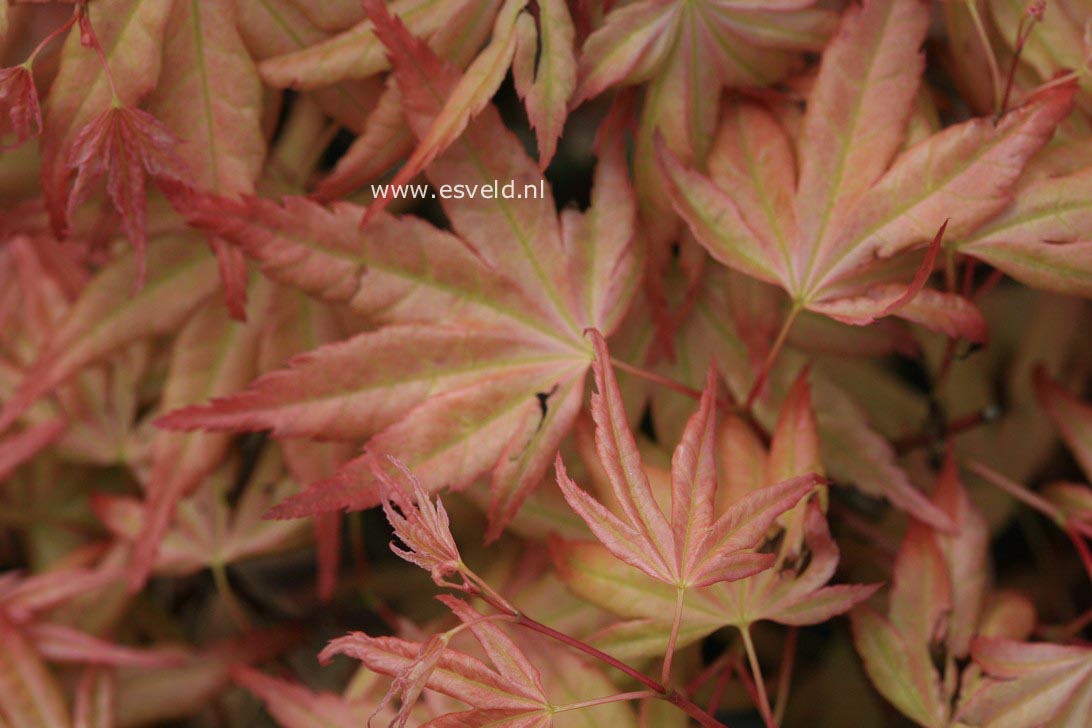Acer palmatum 'Naniwa-beni'