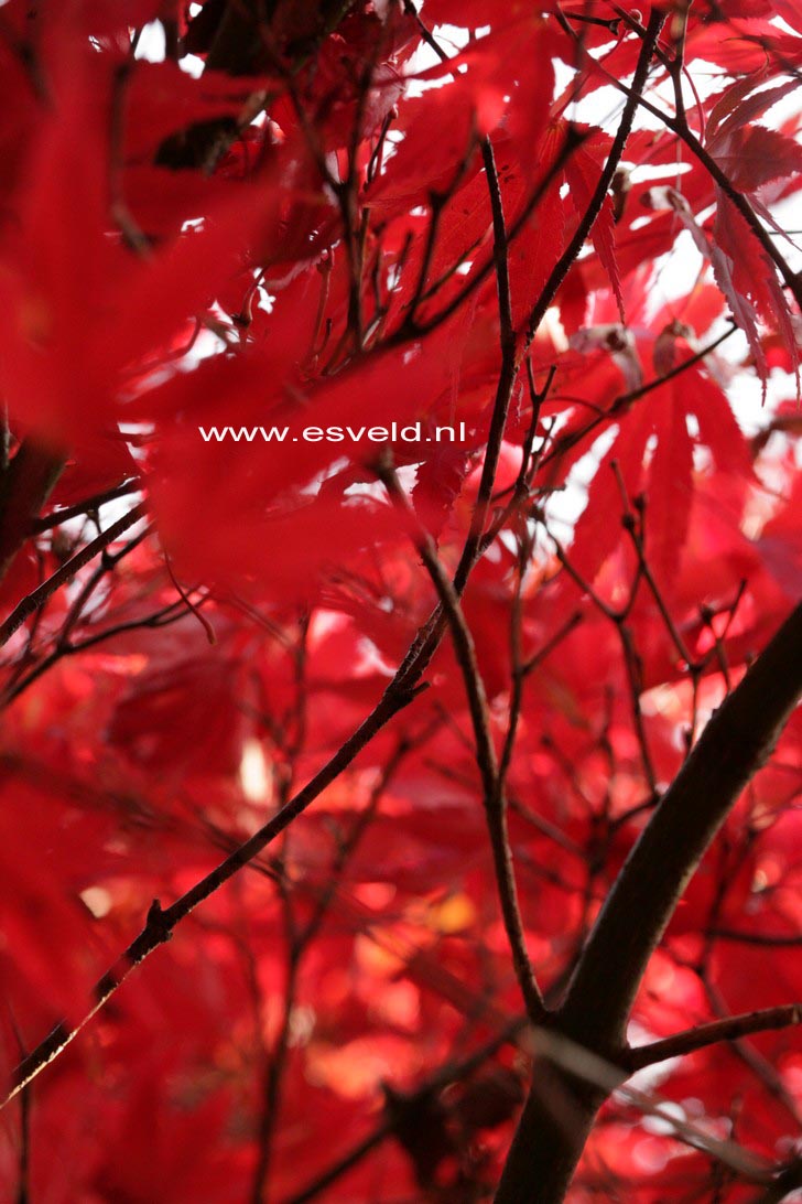 Acer palmatum 'Nicholsonii'